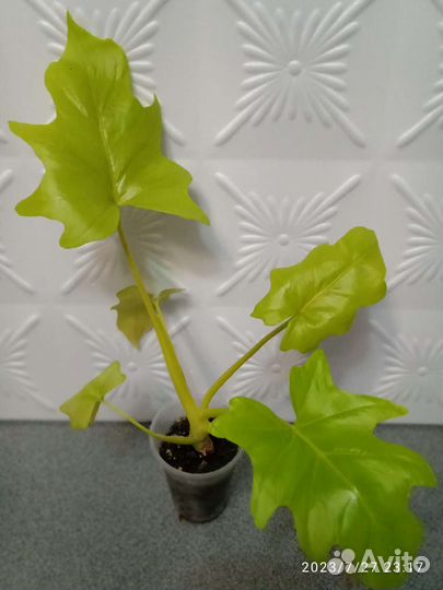 Филодендроны Голд Сатин, Тонг Прокай