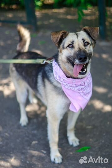 Валечка-добродушная и милая ищет дом