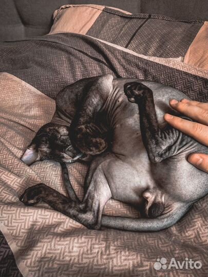 Канадский сфинкс вязка