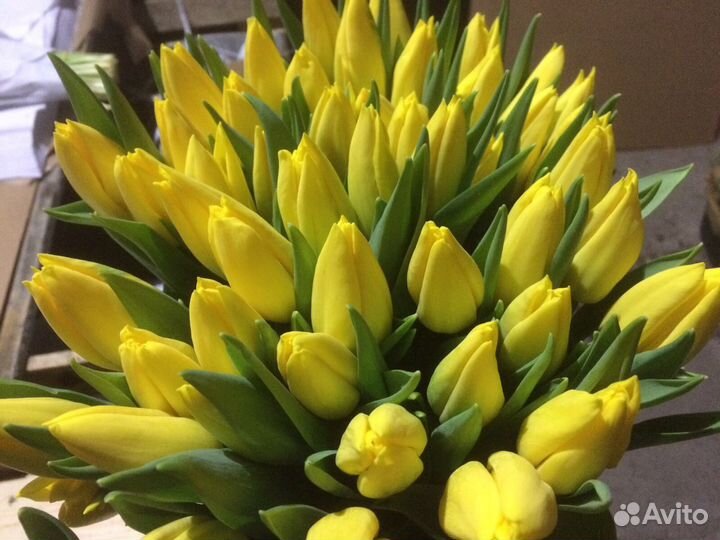 Тюльпаны от производителя