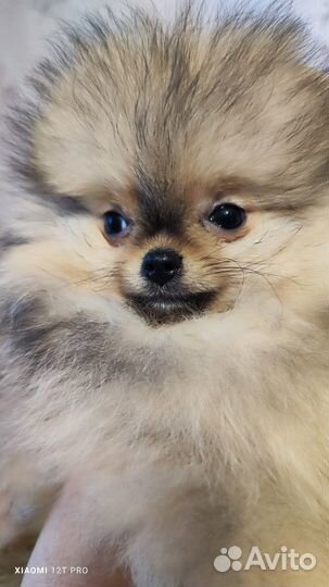 Щенки померанского шпица медвежьего типа мини