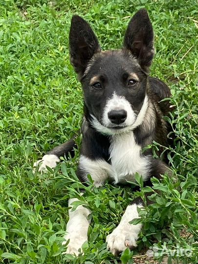 Спасите щенка от небольшой собачки