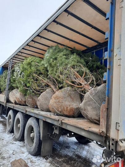 Ель обыкновенная 130 см