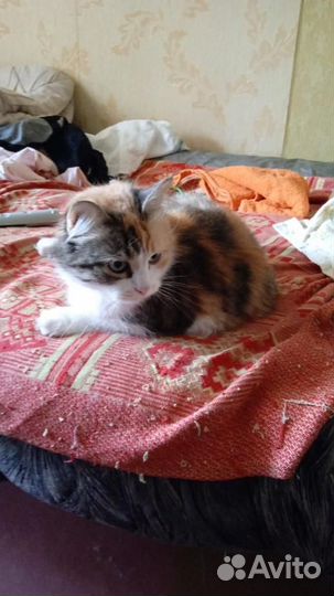 Кошки в добрые руки бесплатно