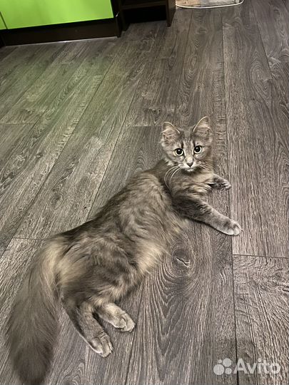 Кошка бесплатно