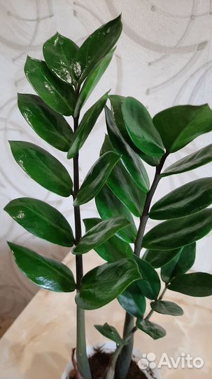 Замиокулькас