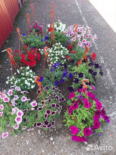Цветы, петунии в кашпо, различных расцветок