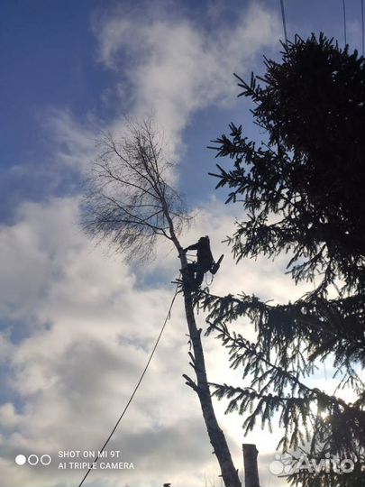 Спил деревьев