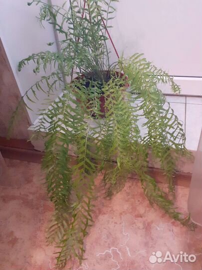 Папоротник нефролепис Фальката