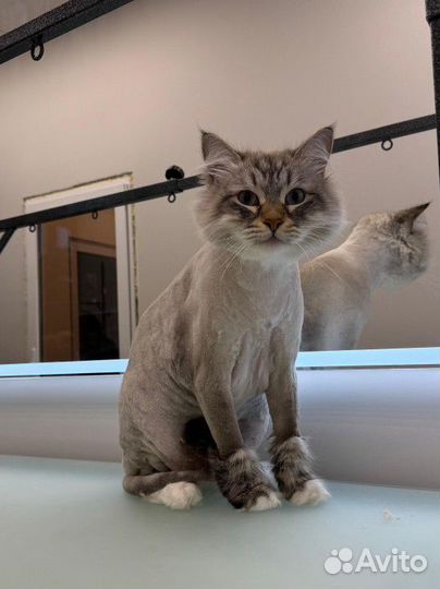 Груминг кошек