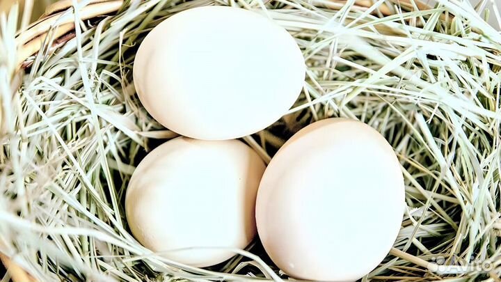 Продам курочек несушек