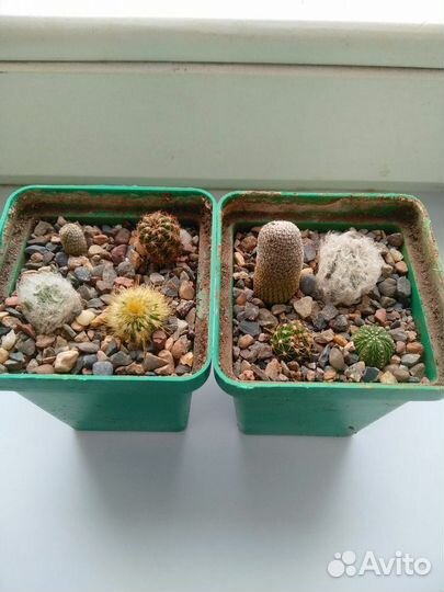 Кактусы и суккуленты