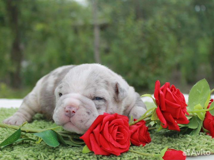 Сладкие булочки