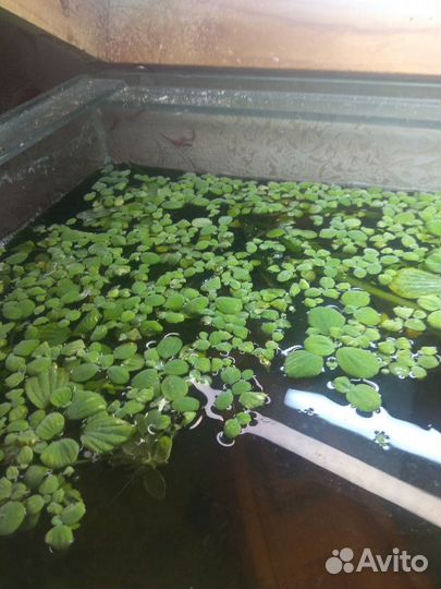 Аквариумные растения бесплатно