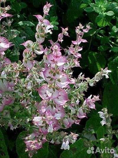 Шалфей мускатный.Пучки.Семена