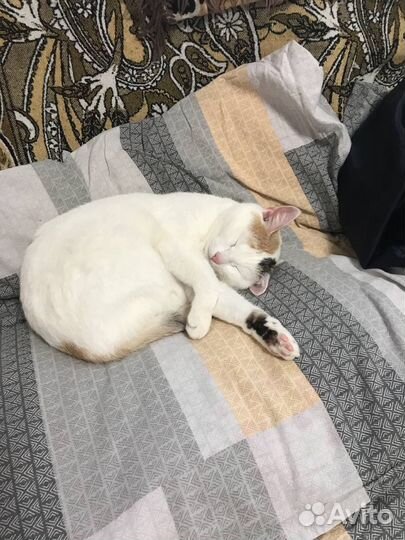 Кошки в добрые руки