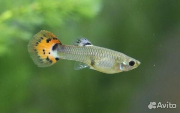 Гуппи подростки и взрослые