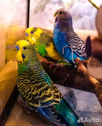 Попугай волнистый (птенцы с клеткой)