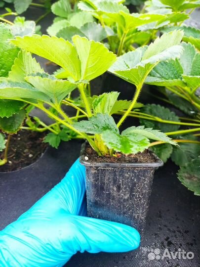 Рассада клубники Ламбада