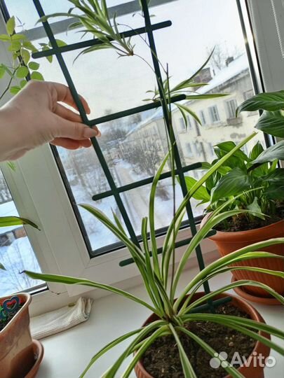 Продам цветы