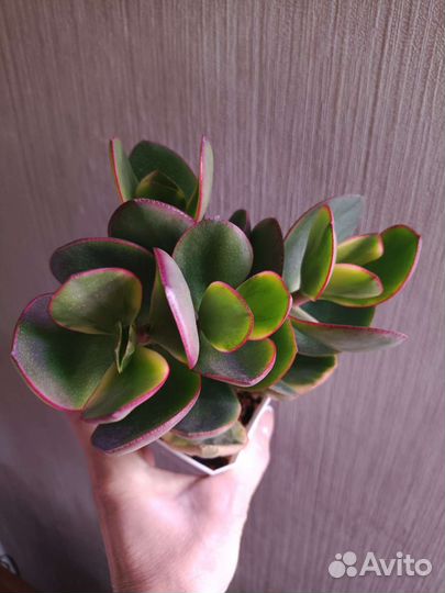 Суккуленты, сортовые крассулы