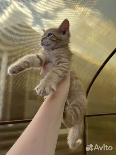 Котенок полосатый мальчик бесплатно рыжий котенок