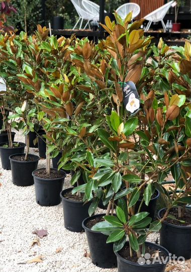 Магнолия грандифлора little GEM С 10л