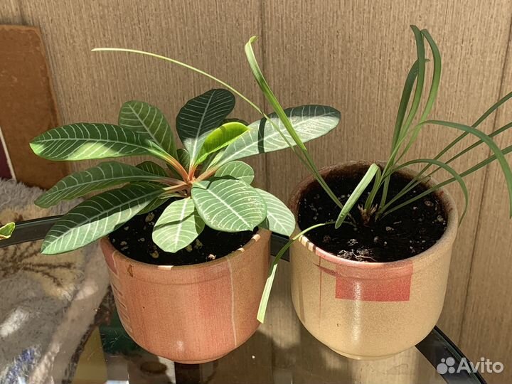 Растения пакетом