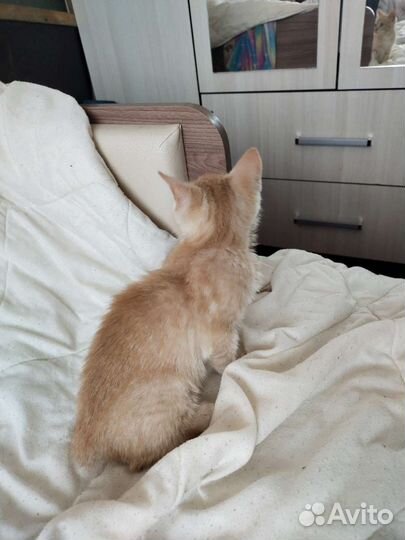 Кошка в дар