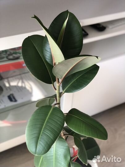 Фикус каучуконосный