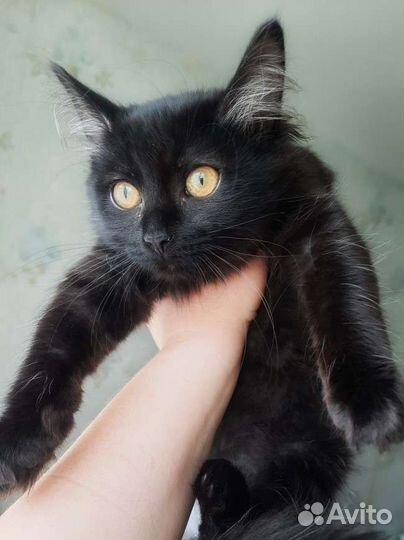 Котята в дар 2.5 месяца