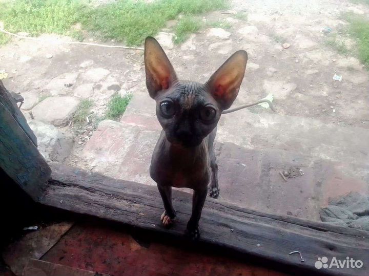 Продам кошку