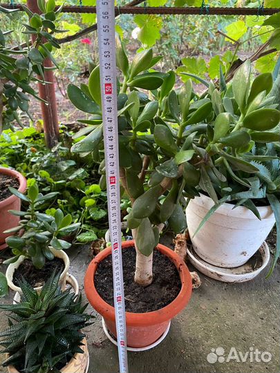 Денежное дерево