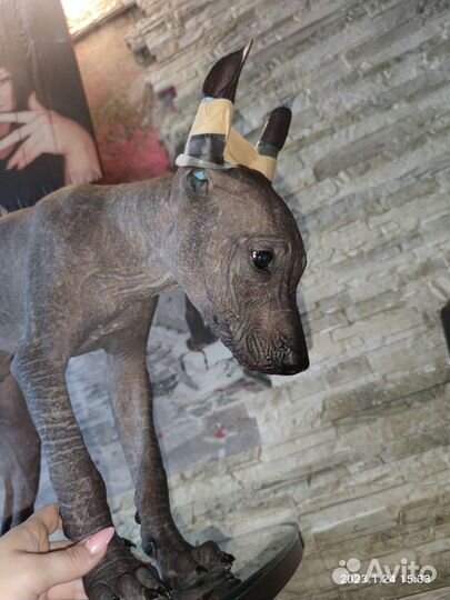 Ксолоитцкуинтли