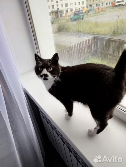 Котик ищет дом