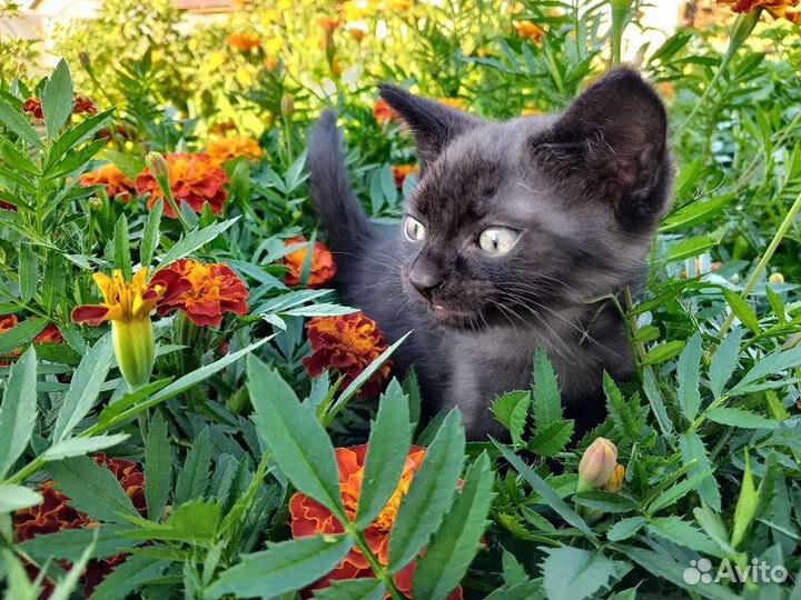 Котенок в дар бесплатно