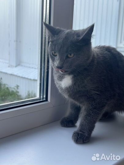 Котенок мальчик серый