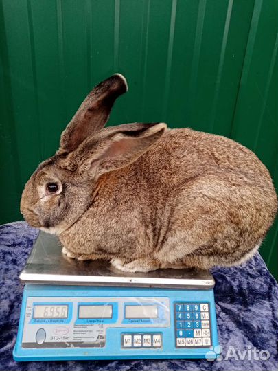 Кролики породы фландр