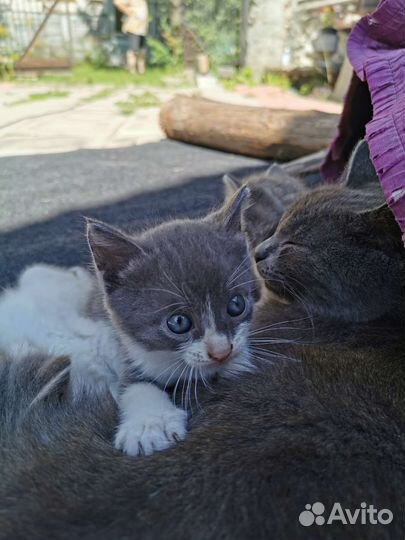 Котёнок