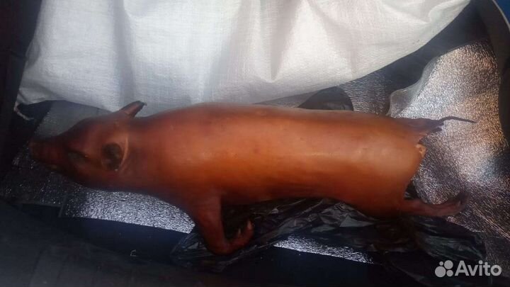 Молочные поросята