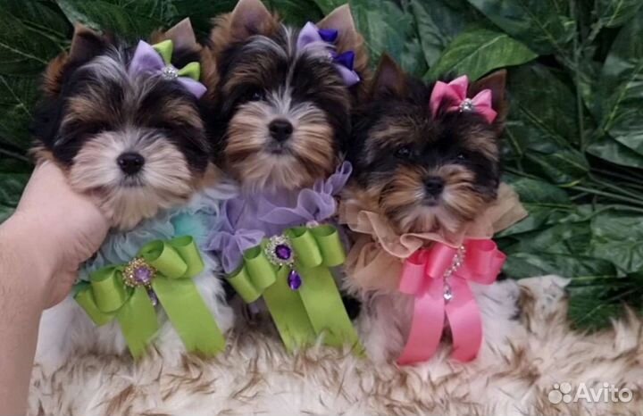 Самые красивые щенки бивера