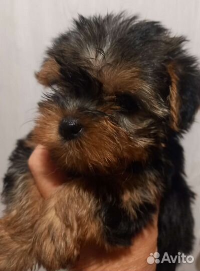 Щеночки йорики