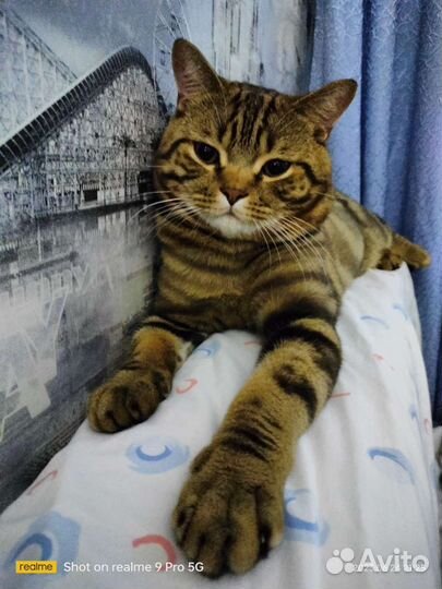 Шотландский кот вязка