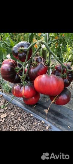 Семена шоколадных и чёрных томатов
