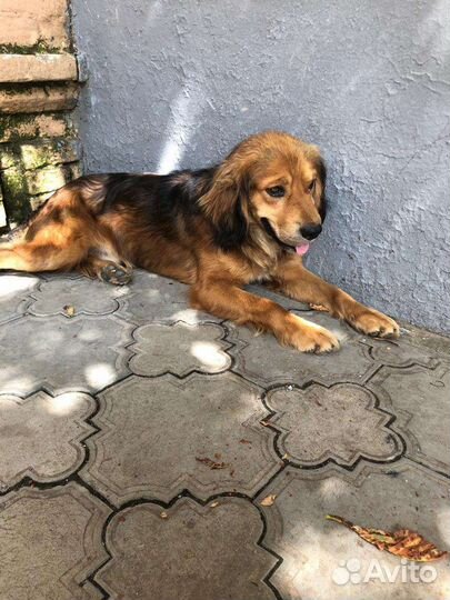 Фокс метис спаниеля