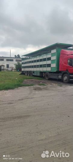 Перевозка. свиней. Баранов