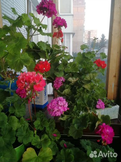 Пеларгония герань