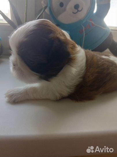 Собака ши-тцу