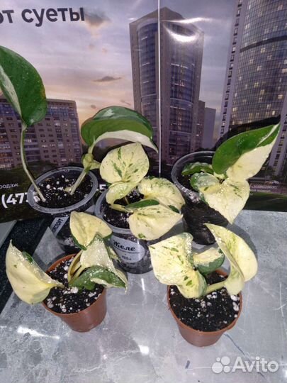 Монстера сциндапсус эпипремнум фикус