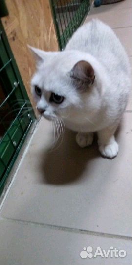Гостиница для животных